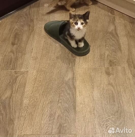 Котята