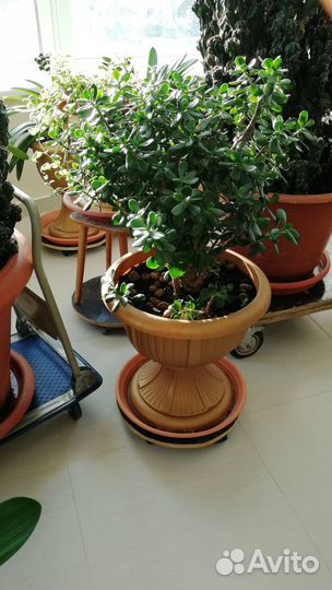 Зимний сад деревья цветы