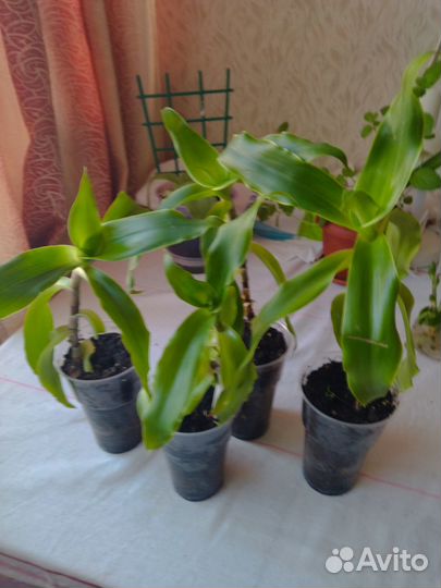 Ароматная мята,Лечебный Ус, Алоэ.Герань душистая