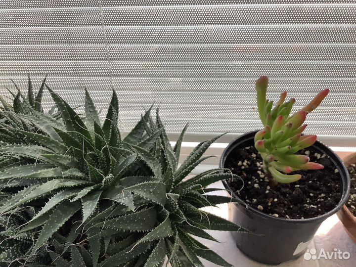 Домашние цветы