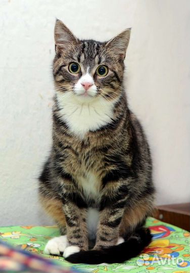 Кот Сеня 8.5 мес