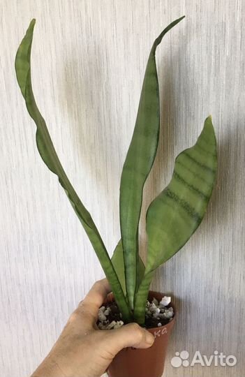 Сансевиерия коллекционная