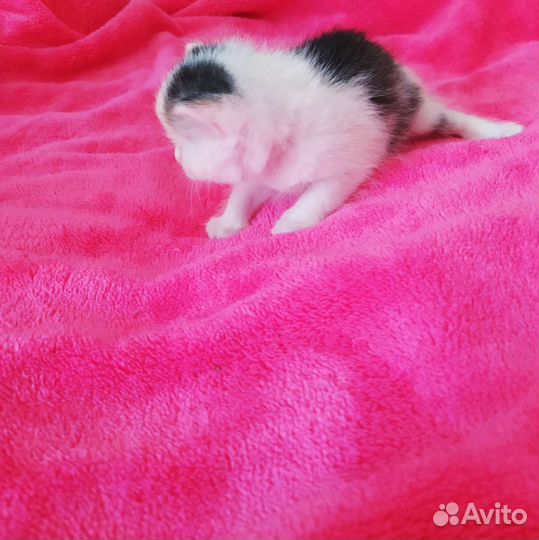 Котята в добрые руки бесплатно коты