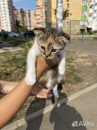 Котенок трехцветный