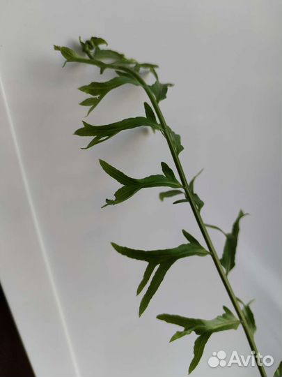 Папоротник нефролепис