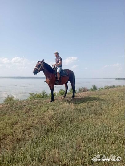 Сжеребчеком 2 месяца