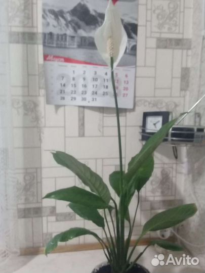 Спатифиллум