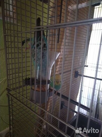 Волнистые попугаи с клеткой