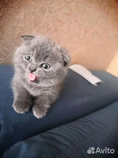 Шотландская