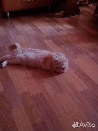 Шотландская вислоухая кошка бесплатно