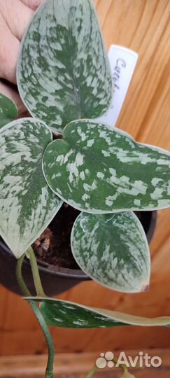 Сциндапсус Сильвер Энн