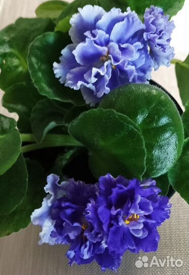 Фиалки листы, детки, цветущие можно почтой