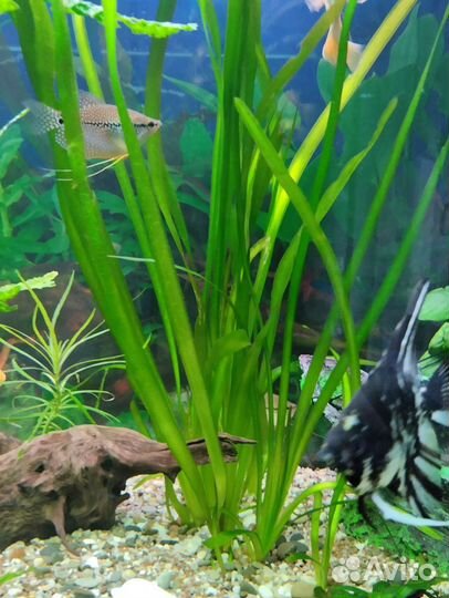 Сухой корм. Растения