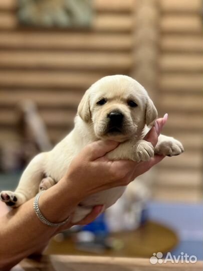 Щенки лабрадора