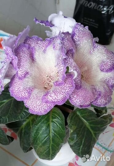 Глоксиния лист и цветок