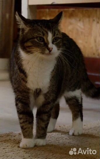 Кошки в добрые руки