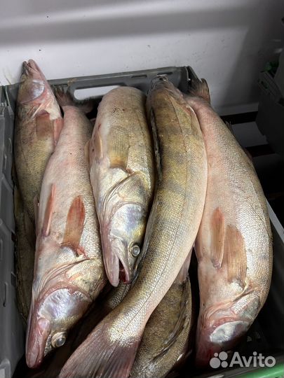 Свежая рыба оптом