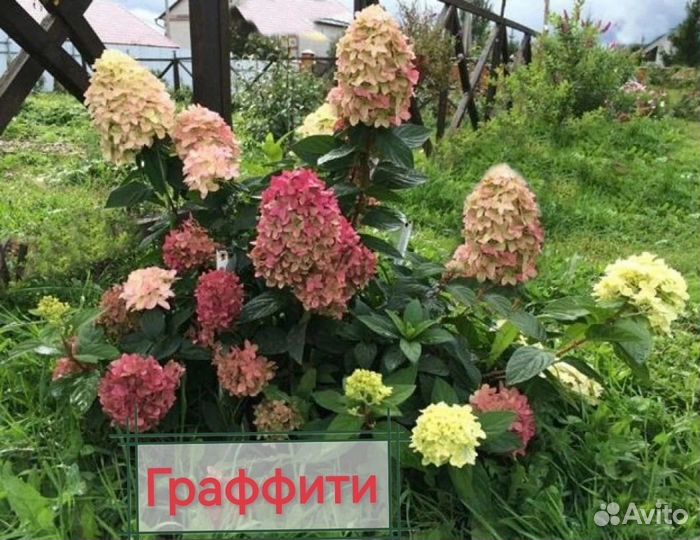 Гортензии метельчатые