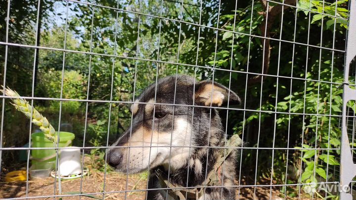 Отдам собаку в добрые руки