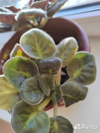 Фиалка комнатные цветы