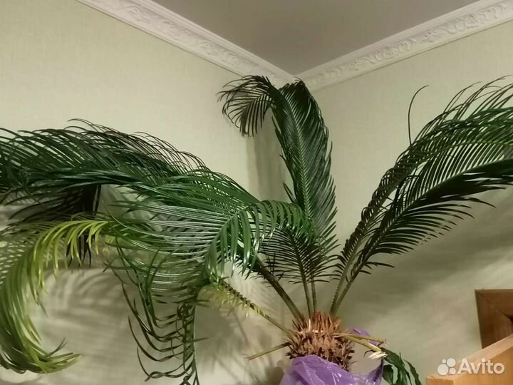 Цикас, Саговник