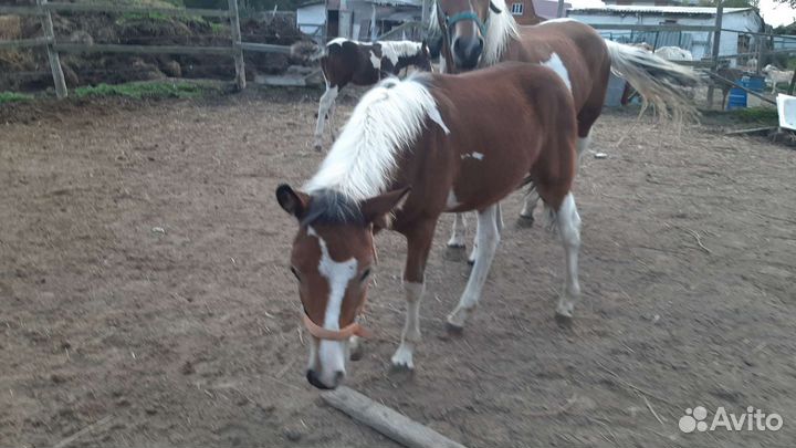 Жеребенок пегий жеребчик