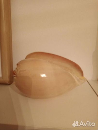 Ракушка морская