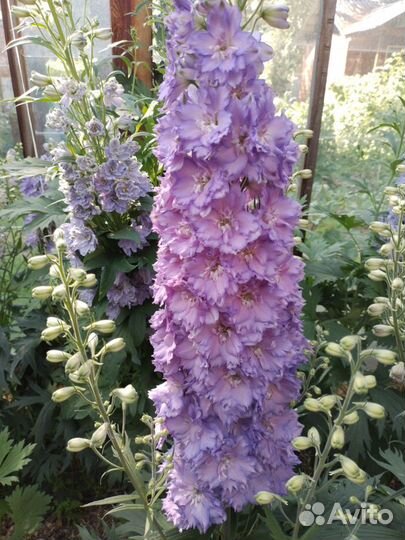 Семена новозеландских дельфиниумов