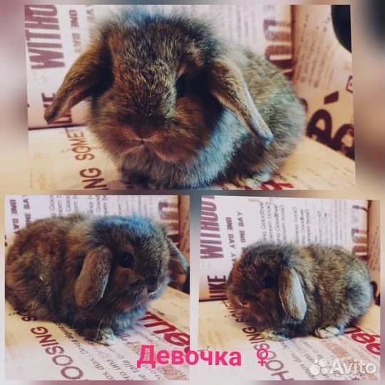 Вислоухие кролики