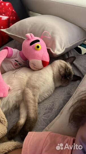 Сиамский котик