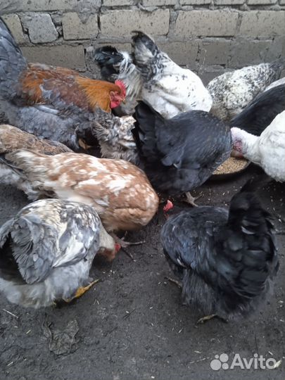 Куры, петухи