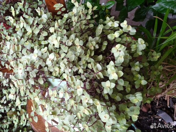 Коллизия жёлтая большие кустики