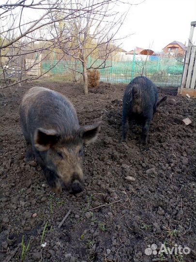 Вьетнамские свинки