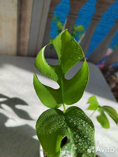 Рафидофора