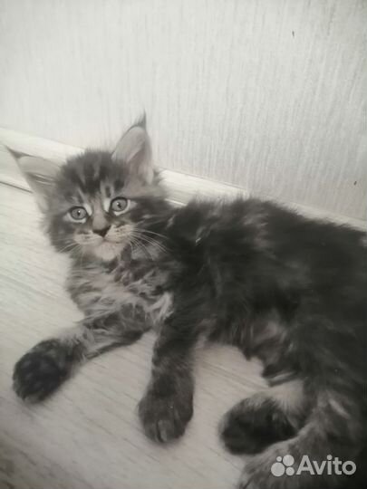 Котята мейн-кун
