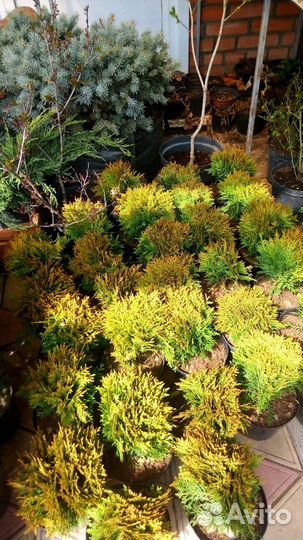 Туя шаровидная