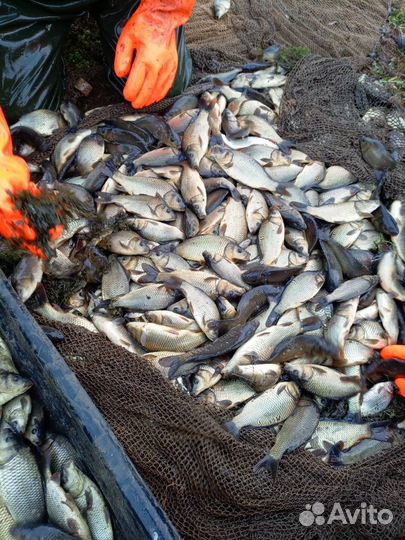 Рыба молодняк карпа для выращивания в прудах