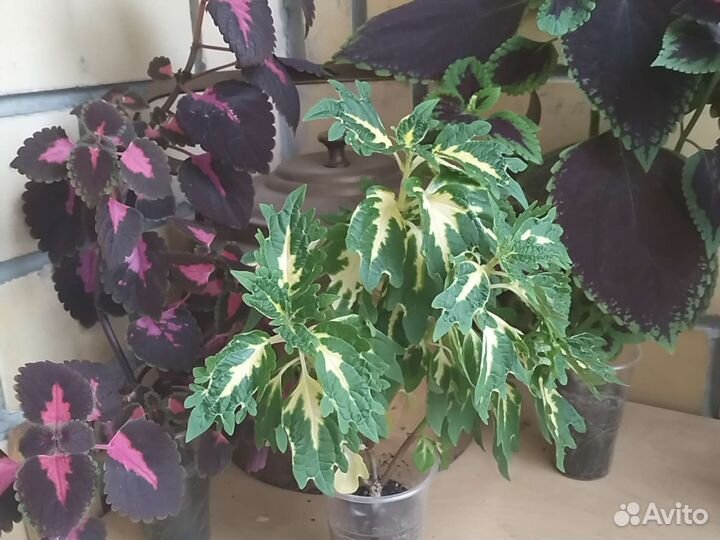 Крапивка колеус koleos