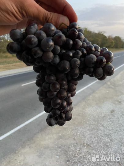 Виноград