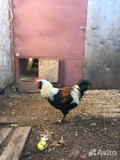Петухи на племя