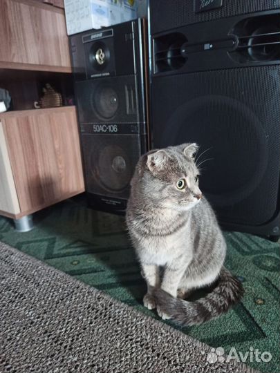 Вислоухая кошка бесплатно