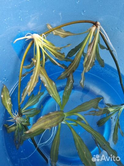 Аквариумные растения (водоросли)