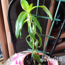 купить Золотой ус (Callisia Fragrans) руб. AGRO