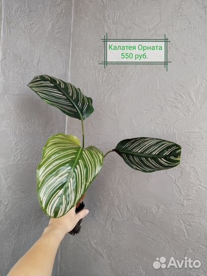 Калатеи (часть 4)