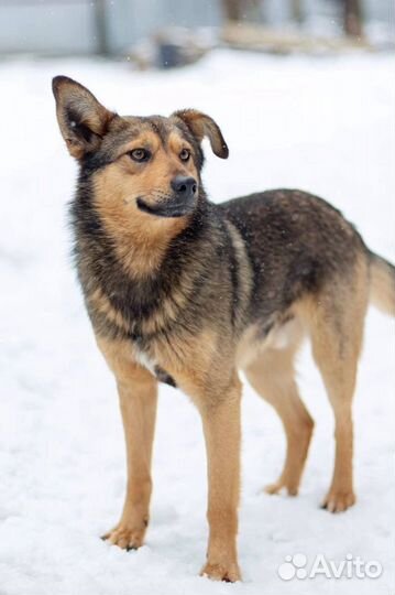 Отдаю песика Бублика в дар