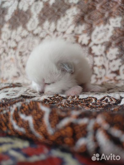 Котенок Священной Бирмы