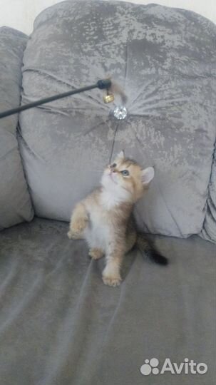 Шотландский котёнок