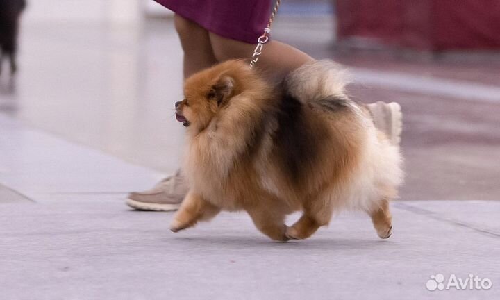 Померанский шпиц.вязка