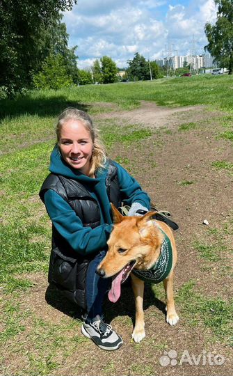 Классный пес ищет семью