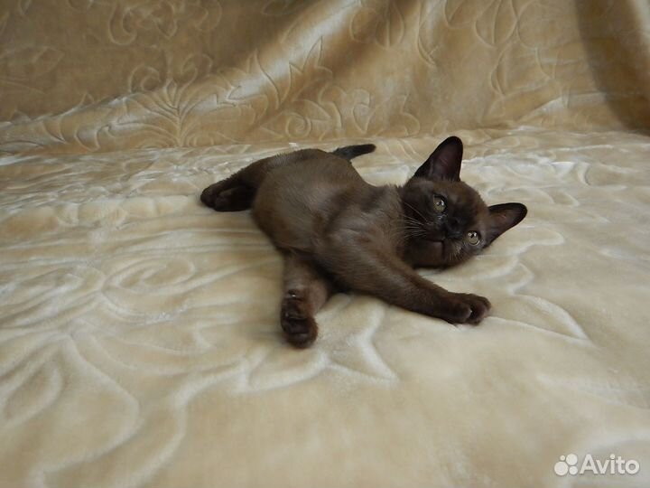 Традиционная Американская бурма